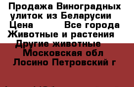 Продажа Виноградных улиток из Беларусии › Цена ­ 250 - Все города Животные и растения » Другие животные   . Московская обл.,Лосино-Петровский г.